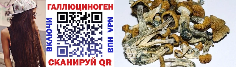 маркетплейс как зайти  закладка  Отрадный  Псилоцибиновые грибы Psilocybine cubensis 
